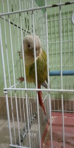 pineapple conure for sell