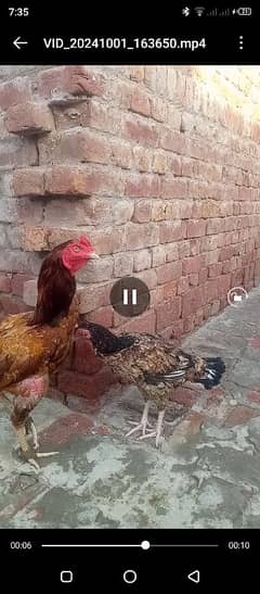 Aseel chicken and hen Whatsapp number+923016043375