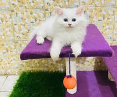 Persian cat