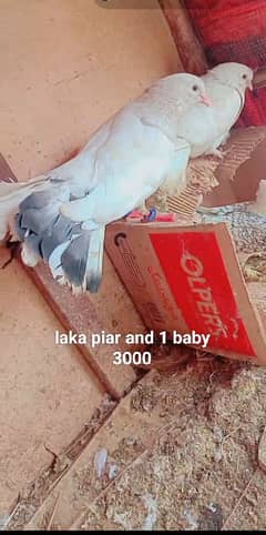 1 pier or baby laka 3000 or germantie 1 female 1650