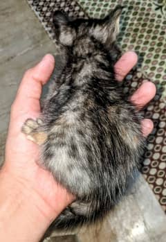 Adorable Double Coated Grey Persian kittens For Sale