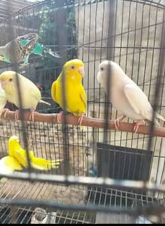 Australian parrot breeder bear Red eye white and yellow red eye