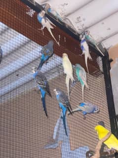 30 budgies with 3 portion cage for Sale