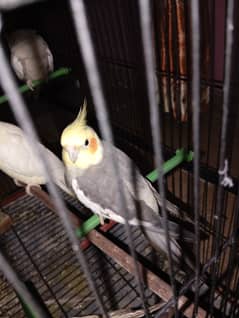 Cockatiel