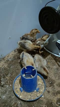 Aseel chicks 10 days old