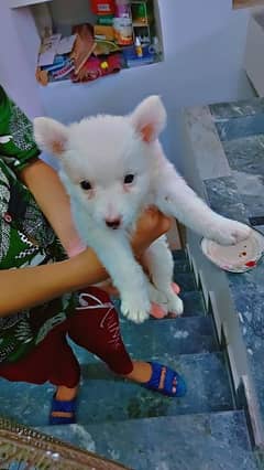 russian puppy pure white