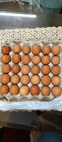 Lohman Brown Eggs