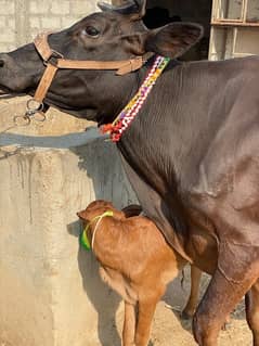 fresh deliver cows with female calf