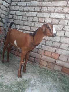 dasi bakri dasi bkra.  wat sap 03067022150