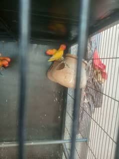 full breeder pair fee pair 3500