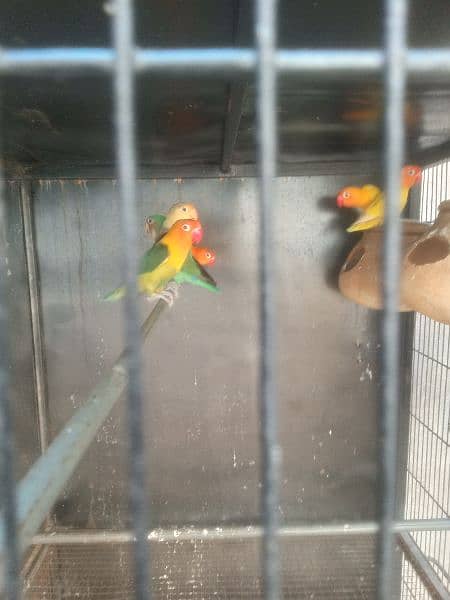 full breeder pair fee pair 3500 2