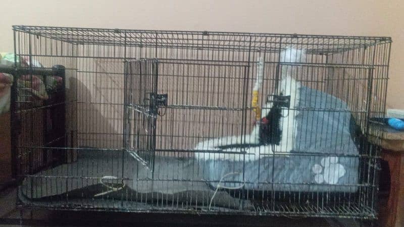 Birds Cage Pinjra Best Quality Pinjra 2