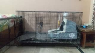 Birds Cage Pinjra Best Quality Pinjra