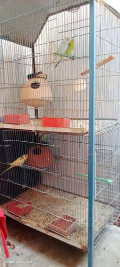 cage for sale with 2 pair Australian new cage urgent sale.