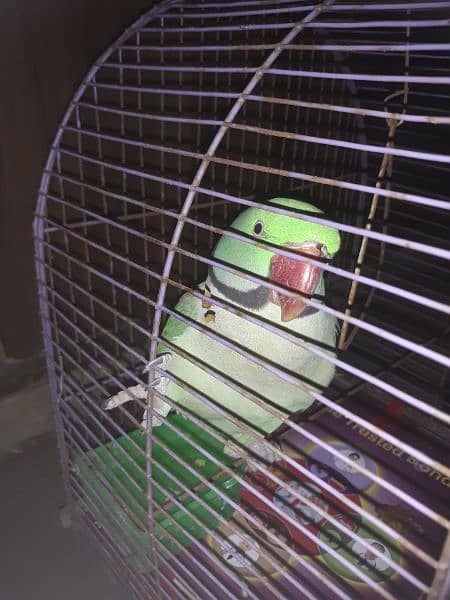 green parrot raw speaking parrot video available 2