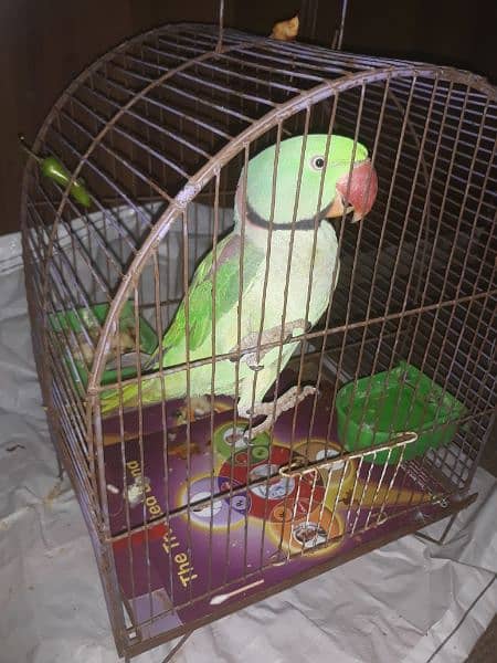 green parrot raw speaking parrot video available 4