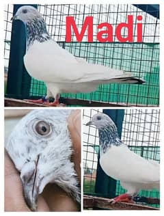 Pigeon Chui Breeder Madyan available for sale 0308-5000940