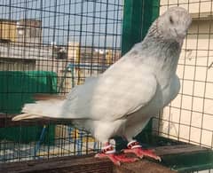 Pigeon lakha Motyun wala Breeder Nr available for sale  0308-5000940