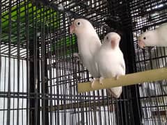 lovebird black eye breeder pair