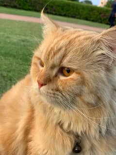 Persian cat for sale