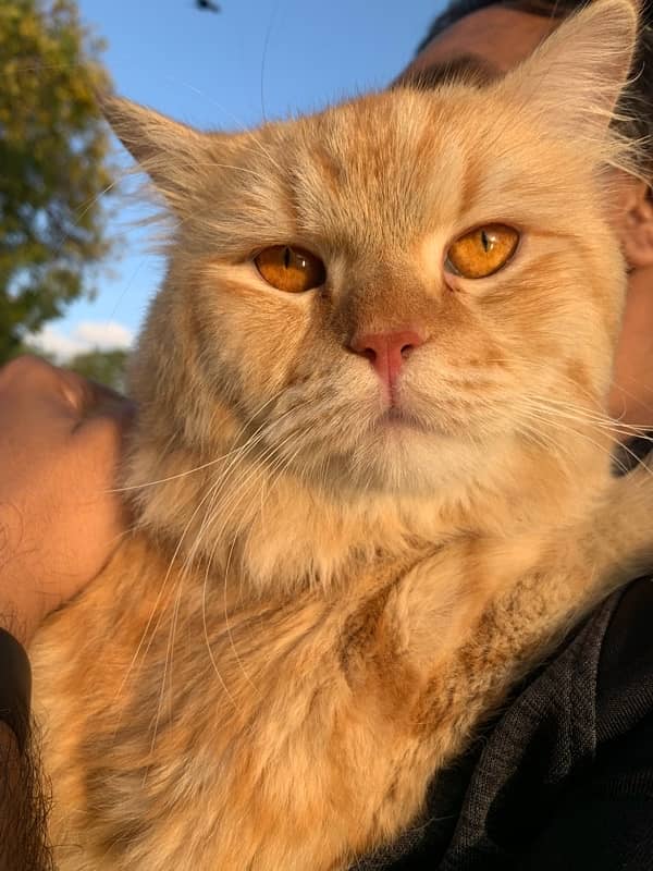 Persian cat for sale 1