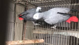 african grey parrot breeder pair