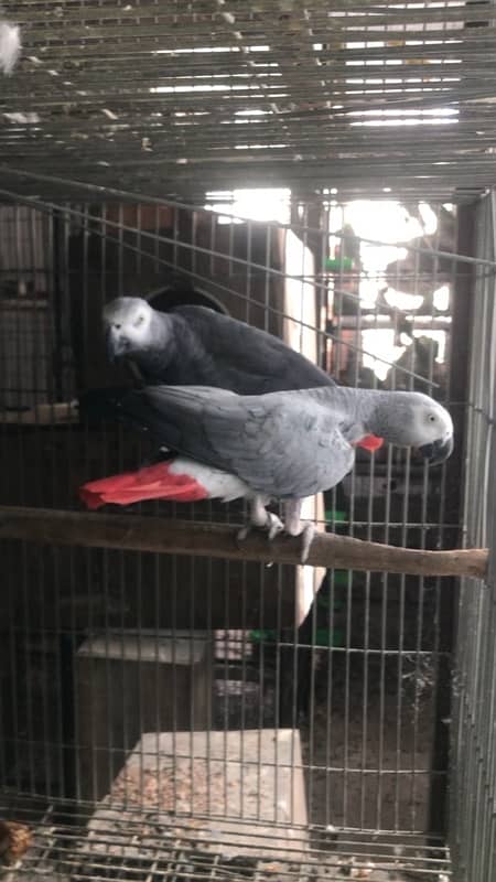 african grey / African Gray parrot breeder pair 3