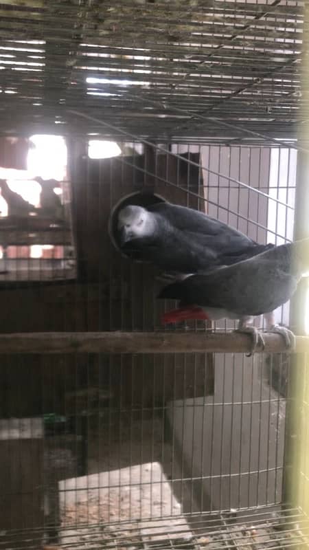 african grey / African Gray parrot breeder pair 6