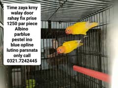 Love birds breeder par piece 1250 fix prise Age 15/18 mah