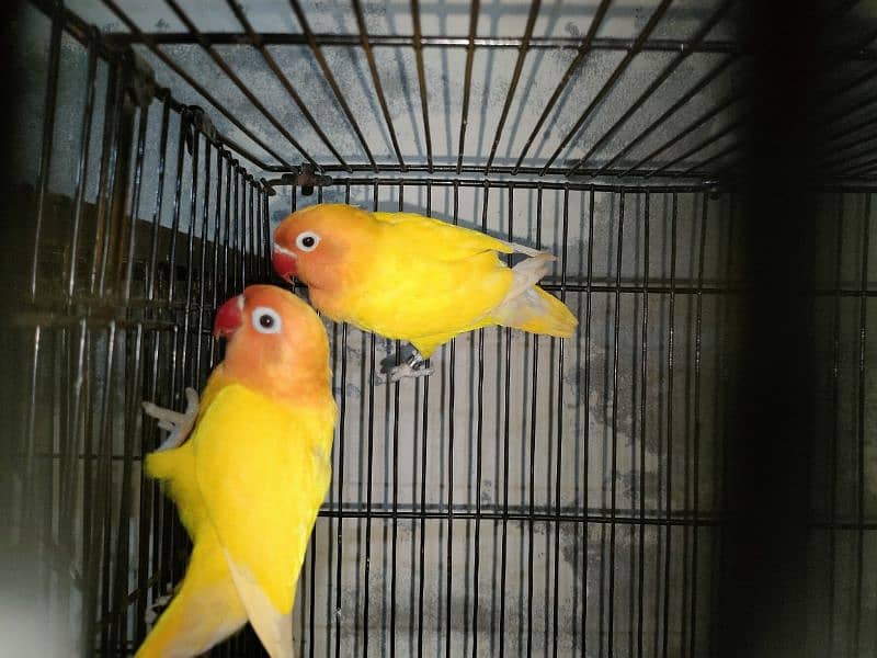 Love birds breeder par piece 1250 fix prise Age 15/18 mah 1