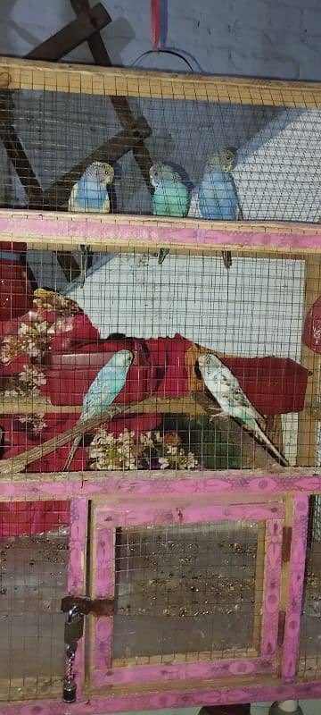 Stalian parrot with cage contact 03133266747 0