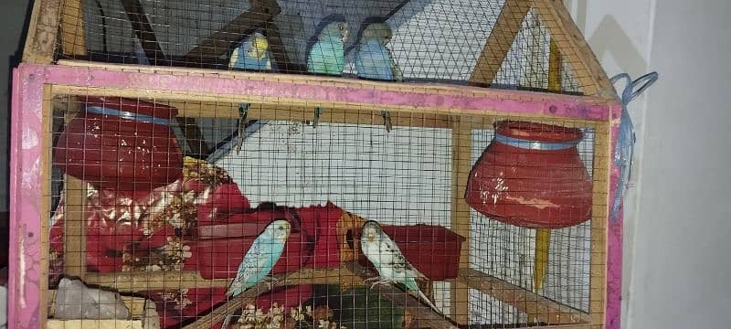 Stalian parrot with cage contact 03133266747 2