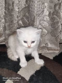 Persian kittens and mother for sale