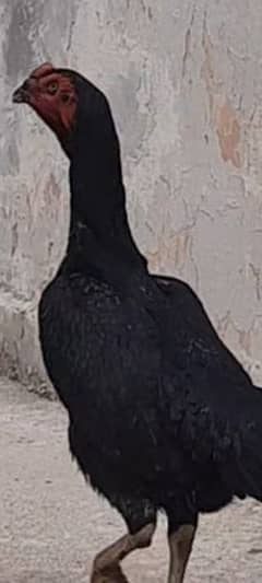 Pure black shamoo patthi