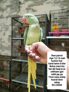 Raw parrot hand tame and start talking