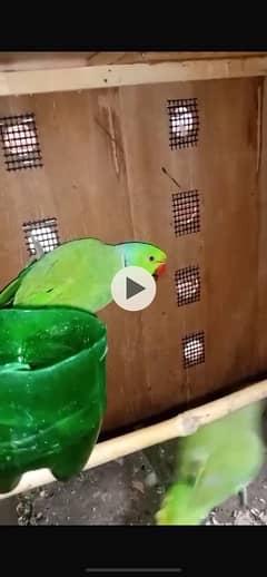 green parrots