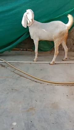 Fresh 4 dant Rajanpuri Bakri 3 mahine ki gabban