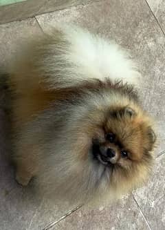 Pomeranian Female