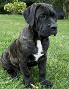 Cane corso