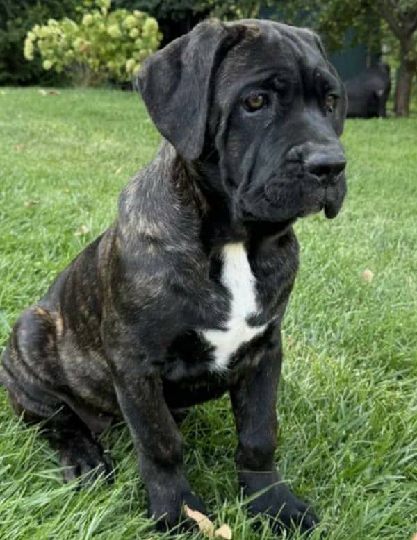 Cane corso 0