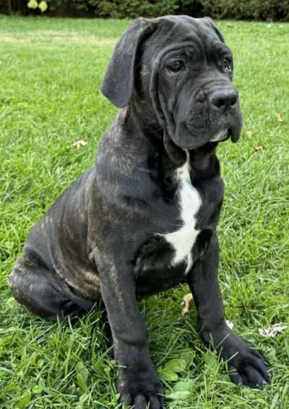 Cane corso 1