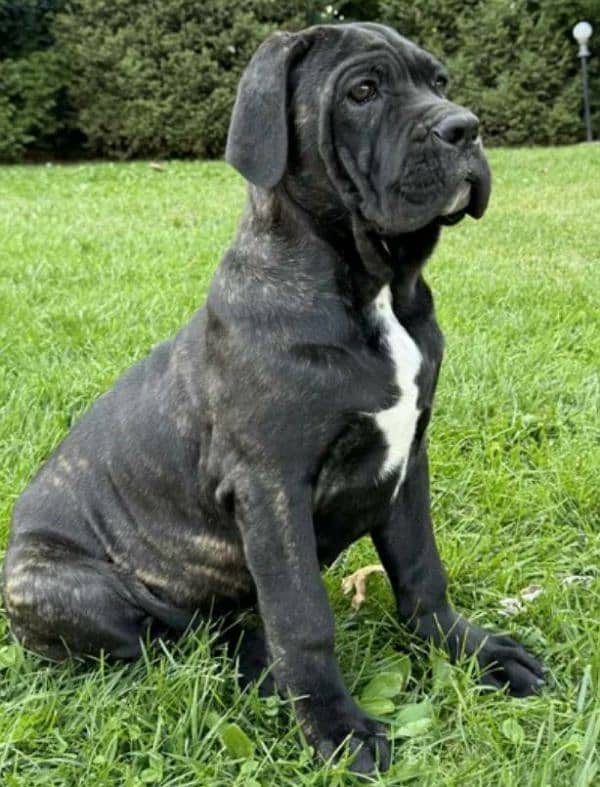 Cane corso 2