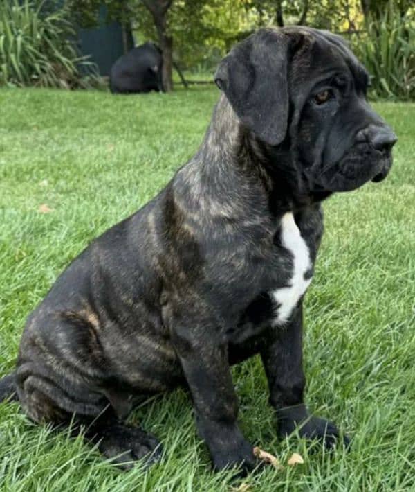 Cane corso 3