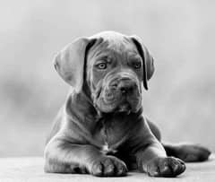 Cane corso