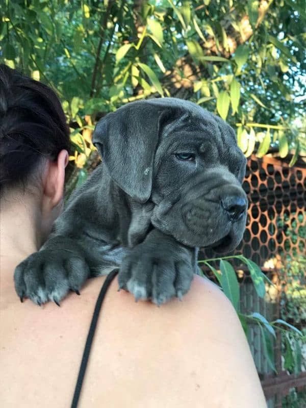 Cane corso 1