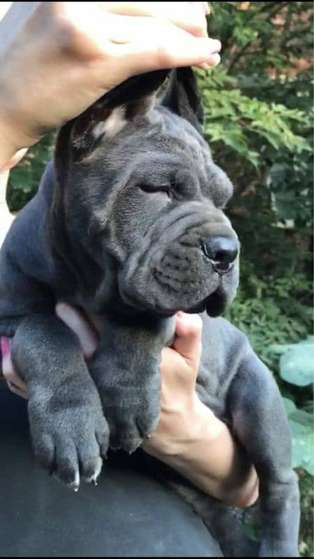 Cane corso 2