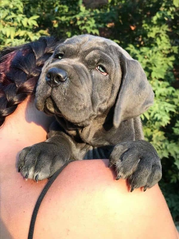 Cane corso 3