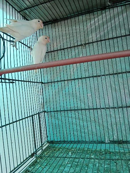 lovebird pair and (cages) 0