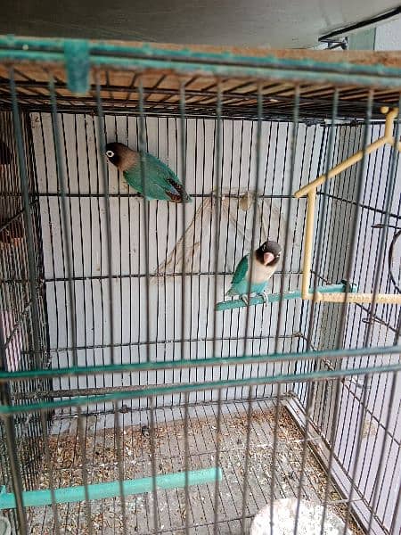 lovebird pair and (cages) 1