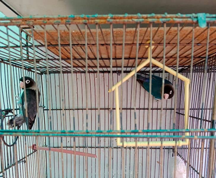 lovebird pair and (cages) 2